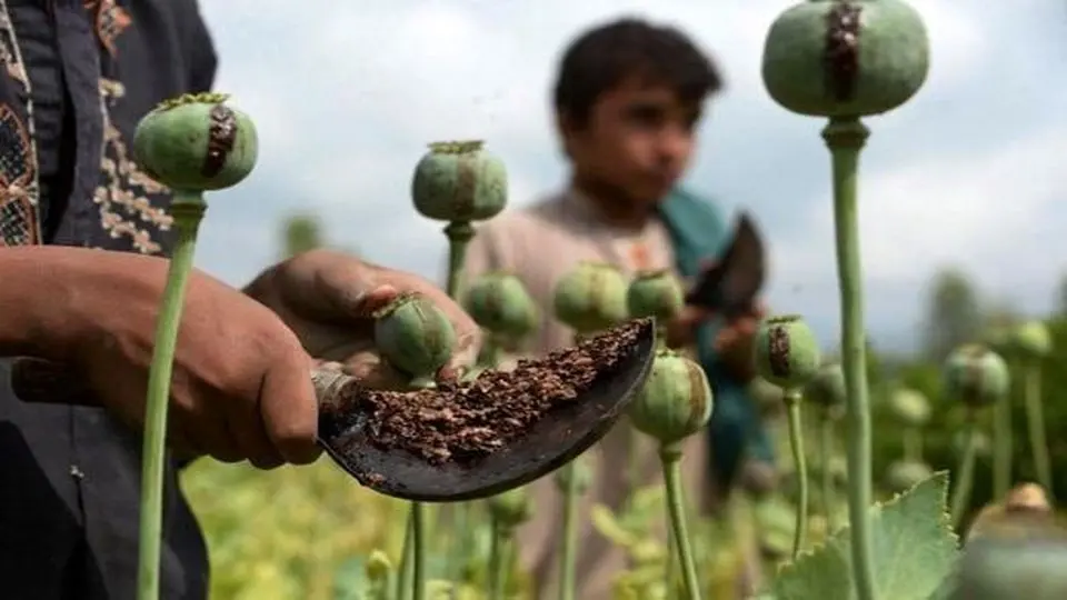 پلیس: کشت کننده خشخاش اعدام می‌شود