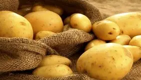 آغاز عرضه سیب زمینی ارزان در بازار