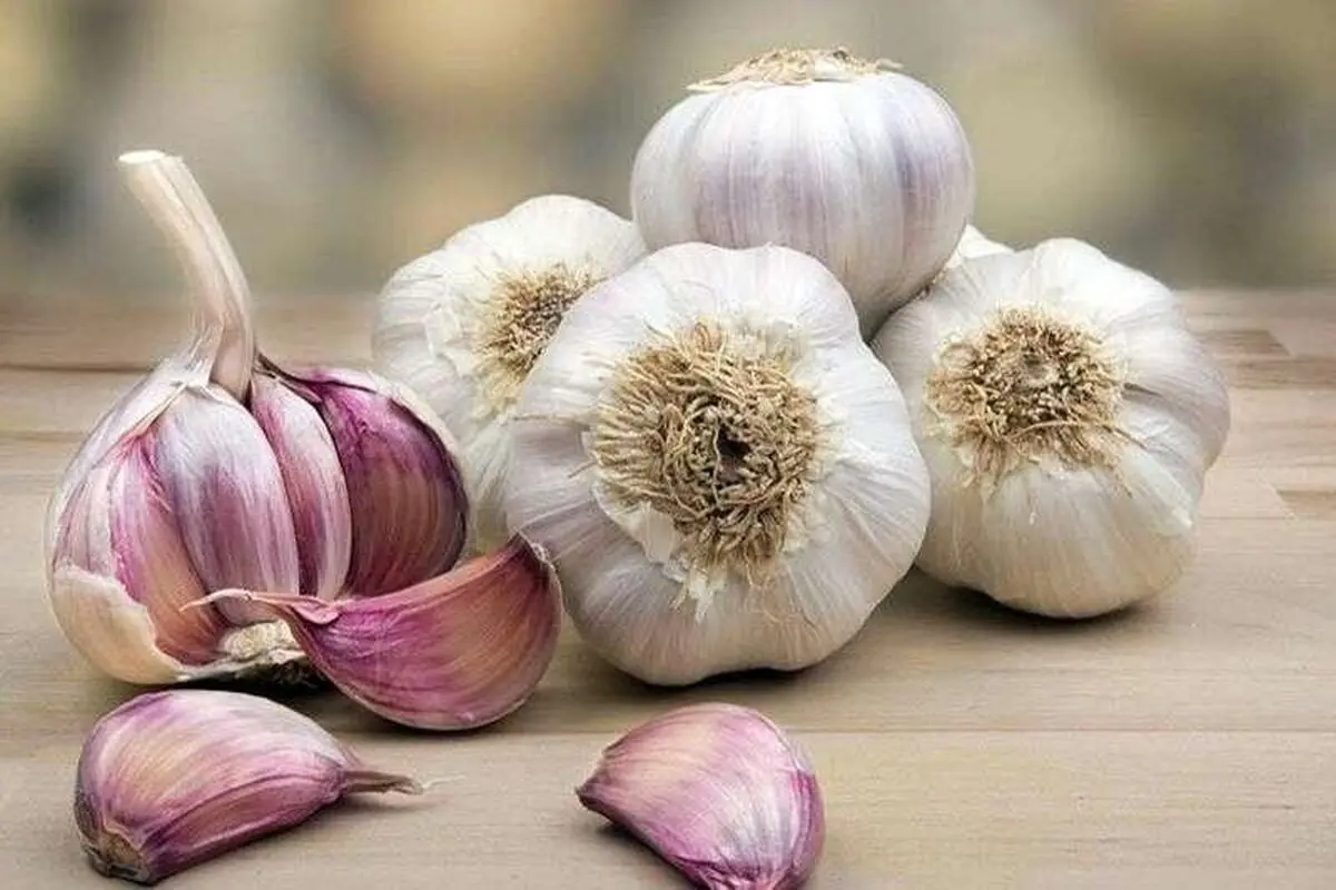 سیر خام؛ معجزه‌ای پنهان یا خطری خاموش؟

