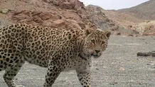 مرگ یک جوان در تربت حیدریه بر اثر حمله پلنگ