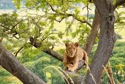 شیری که دیده نشد
