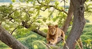 شیری که دیده نشد
