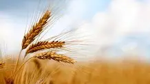 آغاز برداشت گندم در سقز؛ سالی پربار برای کشاورزان منطقه

