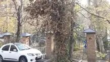 جزئیات جدید از قطع درخت باغ موزه دکترحسابی