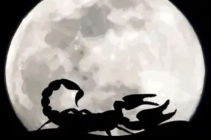 مردم خطر عقرب گزیدگی را جدی بگیرند + چند توصیه