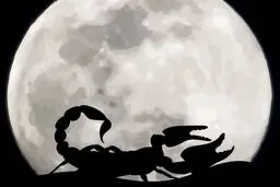  مردم خطر عقرب گزیدگی را جدی بگیرند + چند توصیه