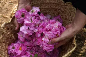 برداشت گل محمدی در روستای اله رودبار بابل