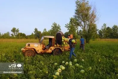 برداشت هندوانه در چافِ گیلان