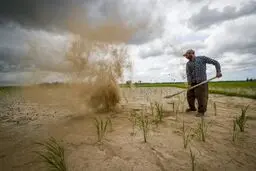 مشکل جدید کشاورزان کمبود سبوس است 