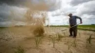 مشکل جدید کشاورزان کمبود سبوس است 