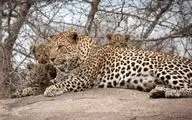 مشاهده نخستین پلنگ ایرانی در قطب گاز ایران