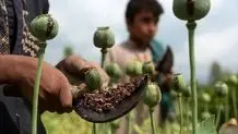 کشت خشخاش آزاد شد؟