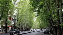 جریمه ۱۱۷ میلیارد تومانی برای عامل خشکاندن ۱۳ اصله درخت خیابان ولیعصر 