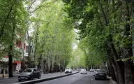 جریمه ۱۱۷ میلیارد تومانی برای عامل خشکاندن ۱۳ اصله درخت خیابان ولیعصر 