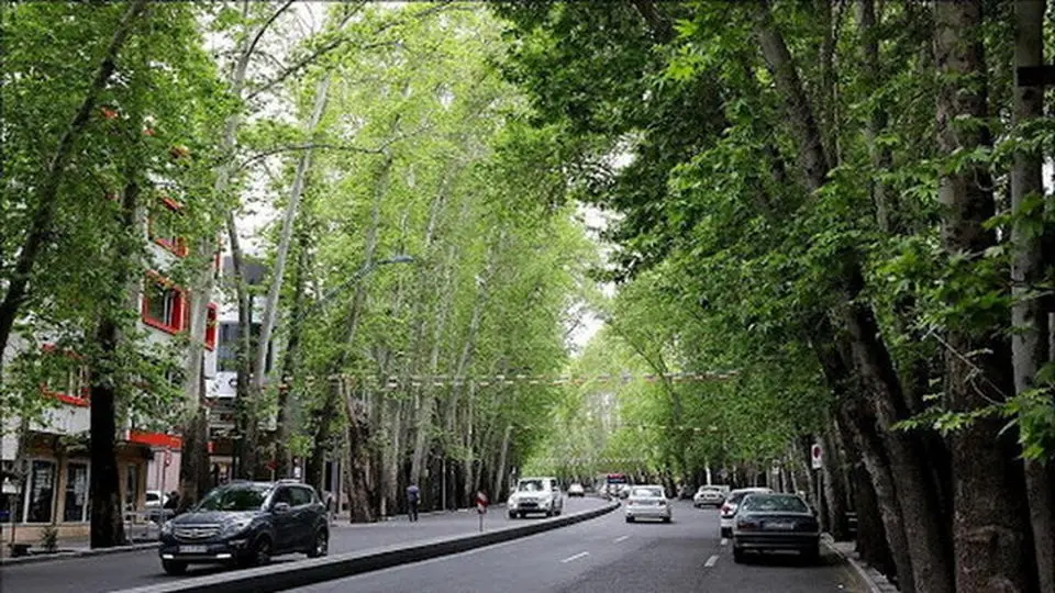 جریمه ۱۱۷ میلیارد تومانی برای عامل خشکاندن ۱۳ اصله درخت خیابان ولیعصر 
