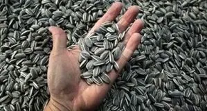 وقتی تهرانی‌ها روزی ۲۰۰ هزار کیلو تخمه می‌خوردند!