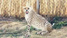 ارائه اطلاعات نادرست و غیرمستند کمکی به حفظ یوز نمی‌کند