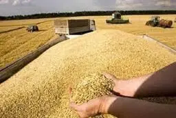 

خرید گندم از مرز ۳ میلیون و ۴۰۰ هزار تن گذشت