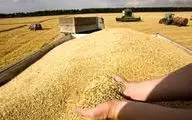 

خرید گندم از مرز ۳ میلیون و ۴۰۰ هزار تن گذشت