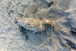 کشف ۴ لاشه دیگر فوک خزری