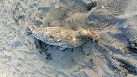 کشف ۴ لاشه دیگر فوک خزری