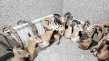 کشف بزرگ‌ترین کارگاه غیرمجاز تاکسیدرمی حیات وحش 