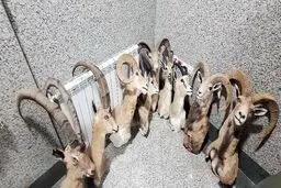 کشف بزرگ‌ترین کارگاه غیرمجاز تاکسیدرمی حیات وحش 