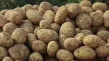 افزایش 82 درصدی قیمت سیب زمینی