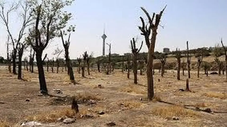 عاملان اصلی خشک شدن درختان باید پاسخگو باشند، کارکنان شهرداری منطقه هیچ تقصیری ندارند/ آمار درختان جابه‌جا شده متناقض است