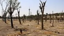عاملان اصلی خشک شدن درختان باید پاسخگو باشند، کارکنان شهرداری منطقه هیچ تقصیری ندارند/ آمار درختان جابه‌جا شده متناقض است