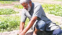 6 دانگ جزیره انگار به نام سازمان است