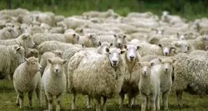 قیمت دام زنده امروز پنجشنبه ۹ مهر ۱۴۰۵/ قیمت گوسفند زنده چند؟ + جدول