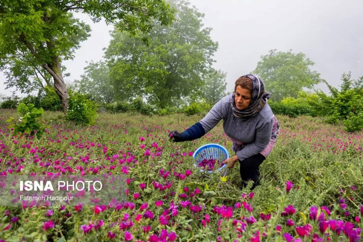 برداشت گل‌گاوزبان در روستای آغوزبن کندسر