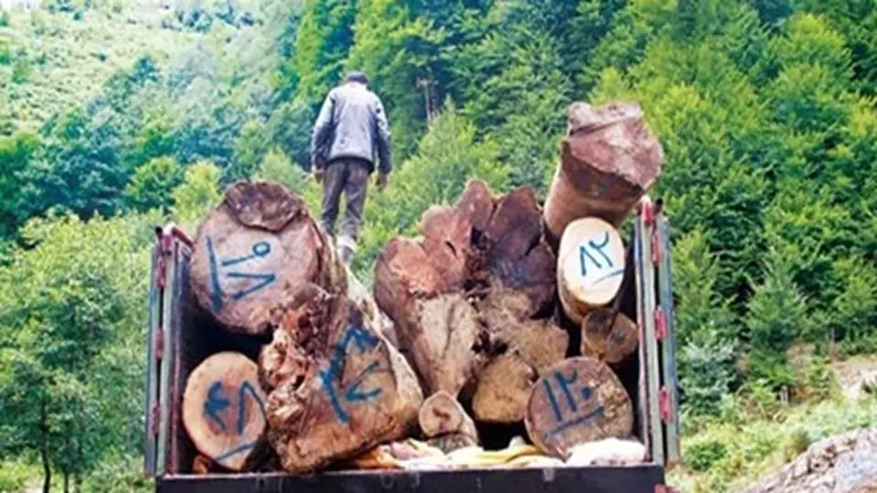 اشد مجازات در انتظار متهمان قاچاق چوب