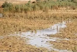 تالاب هورالعظیم خشک شد + عکس