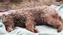 تلف شدن یک قلاده خرس قهوه‌ای در ایلام