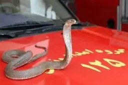 هشدار آتش نشانی درباره حمله مارها