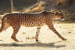 ایران، مادر پیروز باردار است