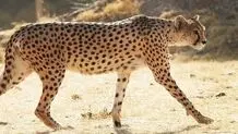 ایران، مادر پیروز باردار است