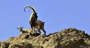 کشف لاشه تجزیه شده ۶ راس کل وحشی در منطقه البرز مرکزی شمالی
