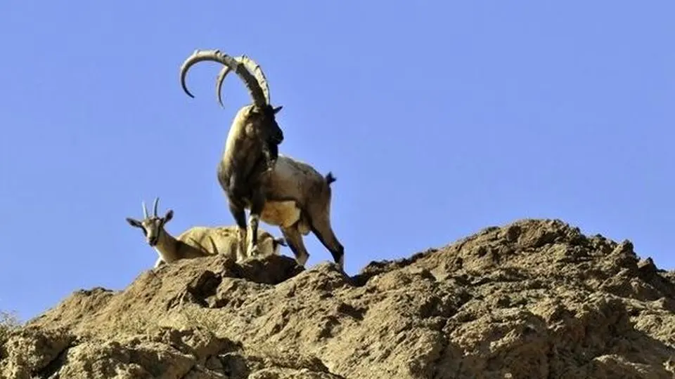 کشف لاشه تجزیه شده ۶ راس کل وحشی در منطقه البرز مرکزی شمالی