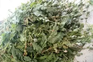 کشت خشخاش مطلقا ممنوع اعلام شد