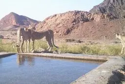 زیستگاه یوز به جولانگاه شتر تبدیل شد 