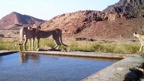 زیستگاه یوز به جولانگاه شتر تبدیل شد 