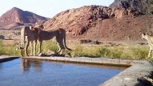 زیستگاه یوز به جولانگاه شتر تبدیل شد 