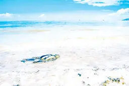 میگوی بومی می‌تواند ناجی دریاچه ارومیه شود؟
