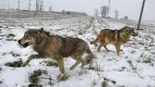 حیوانات وحشی در کمین مناطق مسکونی آذربایجان غربی