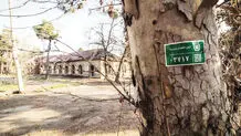 رمزگشایی از ماجرای درختان پادگان ۰۶
