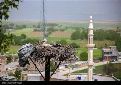 همزیستی لک‌لک‌ها و انسان در روستای دره‌تفی - کردستان