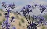 دمنوش بوقناق جایگزین داروی دیابت نیست